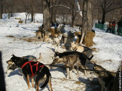 Chiens de traineau