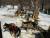 Chiens de traineau